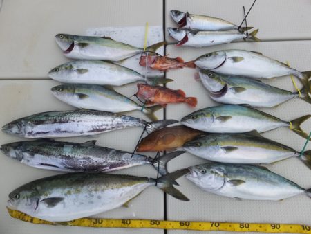 Hit Rush(ヒット ラッシュ） 釣果…