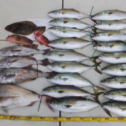 Hit Rush(ヒット ラッシュ) 釣果