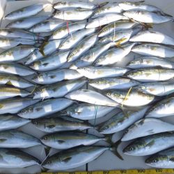 Hit Rush(ヒット ラッシュ) 釣果