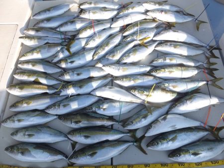 Hit Rush(ヒット ラッシュ） 釣果…