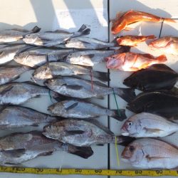 Hit Rush(ヒット ラッシュ) 釣果