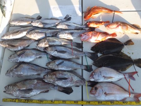 Hit Rush(ヒット ラッシュ) 釣果