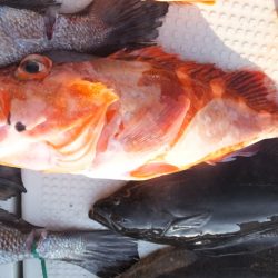 Hit Rush(ヒット ラッシュ) 釣果