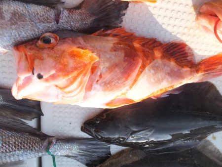 Hit Rush(ヒット ラッシュ) 釣果