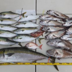 Hit Rush(ヒット ラッシュ) 釣果