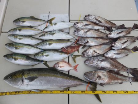 Hit Rush(ヒット ラッシュ） 釣果…