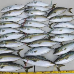 Hit Rush(ヒット ラッシュ) 釣果