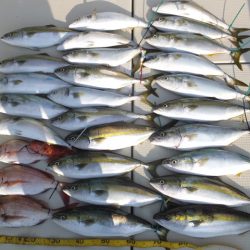 Hit Rush(ヒット ラッシュ) 釣果