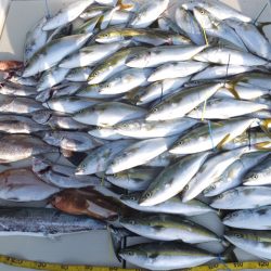 Hit Rush(ヒット ラッシュ） 釣果