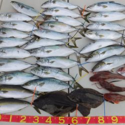 Hit Rush(ヒット ラッシュ） 釣果