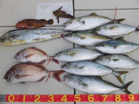 Hit Rush(ヒット ラッシュ） 釣果…