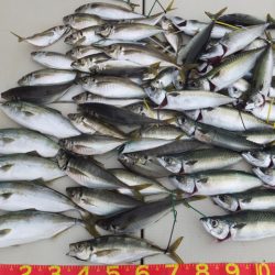 Hit Rush(ヒット ラッシュ） 釣果