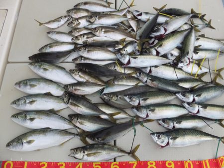 Hit Rush(ヒット ラッシュ） 釣果…