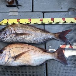 sea boss　シーボス 釣果