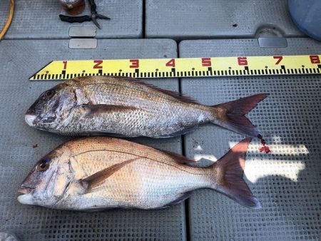 sea boss　シーボス 釣果