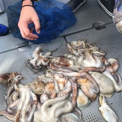 sea boss シーボス 釣果