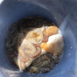 sea boss シーボス 釣果