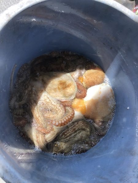 sea boss シーボス 釣果