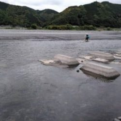 大井川(大井川(非)漁業協同組合) 釣果