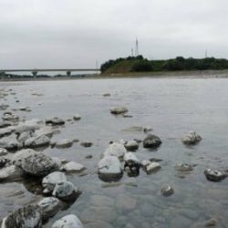 大井川(大井川(非)漁業協同組合) 釣果