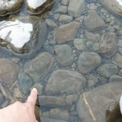 大井川(大井川(非)漁業協同組合) 釣果