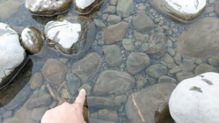 大井川(大井川(非)漁業協同組合) 釣果