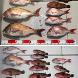 来温丸(らいおんまる) 釣果