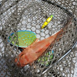 珀宝丸 釣果