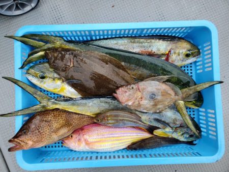 ブルーピア 釣果