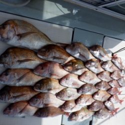 遊漁船 幸友丸 釣果