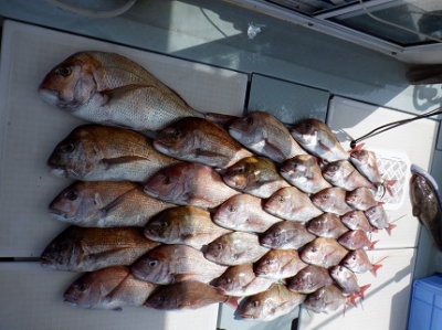 遊漁船 幸友丸 釣果