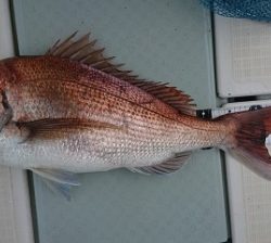 遊漁船 幸友丸 釣果