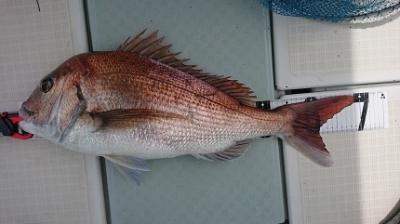 遊漁船 幸友丸 釣果