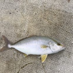本部釣りイカダ 釣果