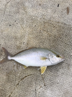 本部釣りイカダ 釣果