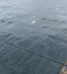 本部釣りイカダ 釣果