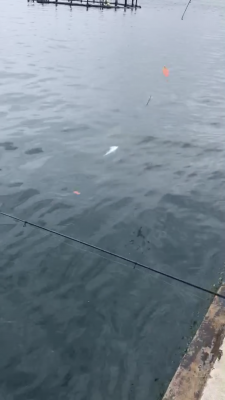 本部釣りイカダ 釣果
