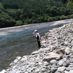 大井川(大井川(非)漁業協同組合) 釣果