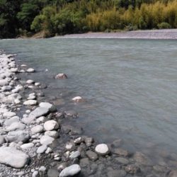 大井川(大井川(非)漁業協同組合) 釣果