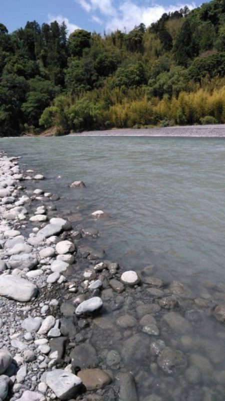 大井川(大井川(非)漁業協同組合) 釣果