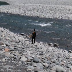 大井川(大井川(非)漁業協同組合) 釣果