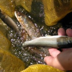 大井川(大井川(非)漁業協同組合) 釣果