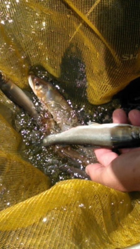 大井川(大井川(非)漁業協同組合) 釣果