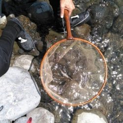 大井川(大井川(非)漁業協同組合) 釣果