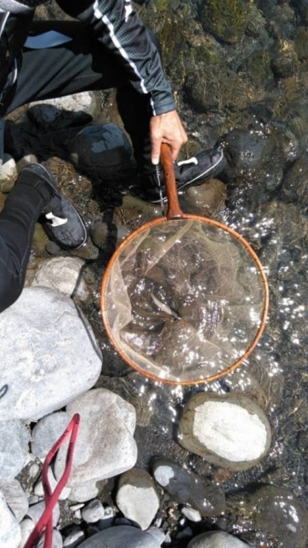 大井川(大井川(非)漁業協同組合) 釣果