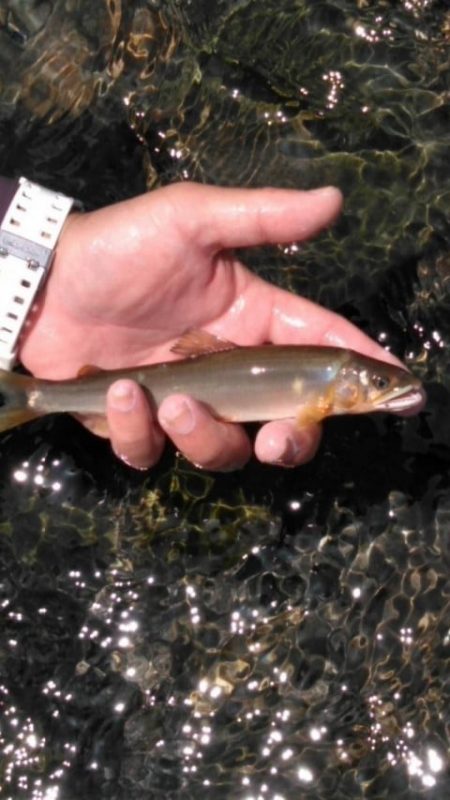 大井川（大井川(非)漁業協同組合） 釣果