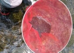 大井川(大井川(非)漁業協同組合) 釣果