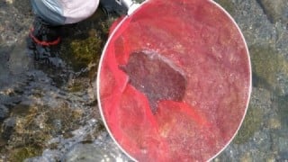 大井川(大井川(非)漁業協同組合) 釣果