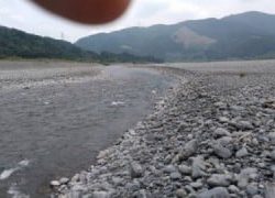 大井川(大井川(非)漁業協同組合) 釣果