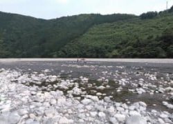 大井川(大井川(非)漁業協同組合) 釣果